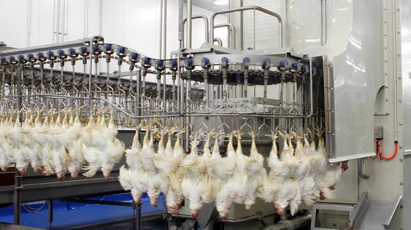 "人道"杀鸡指南