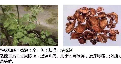 500余种中草药图  第122张