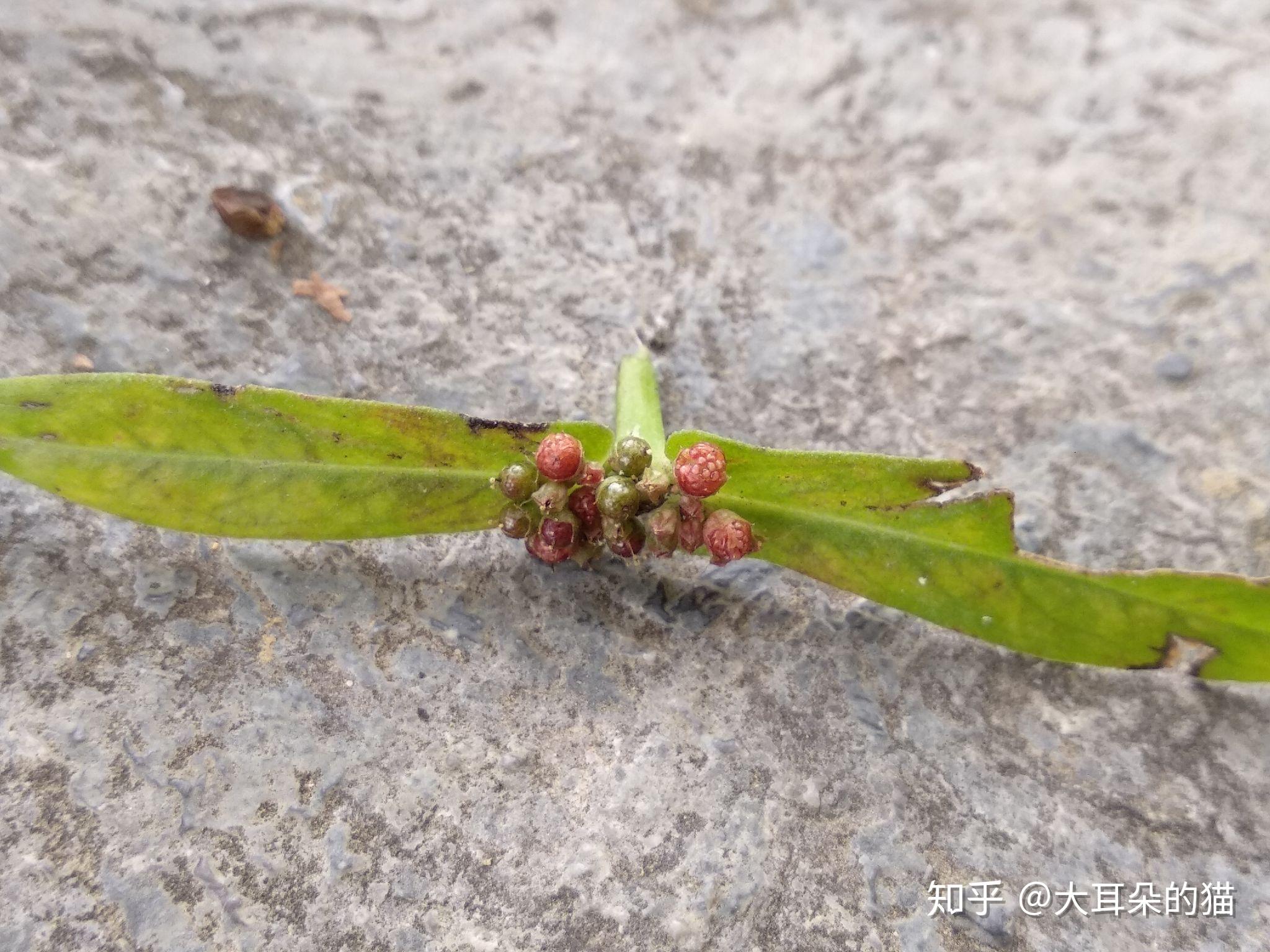 水莧菜又一種待在水邊的小可愛