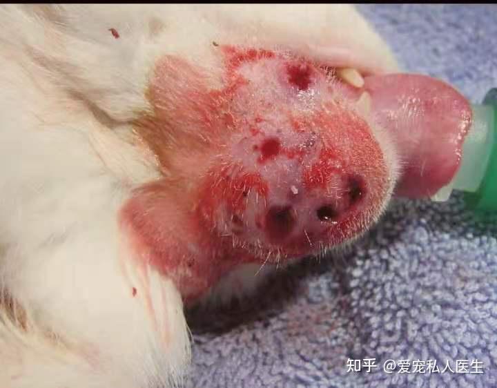 什么是猫痤疮? - 知乎