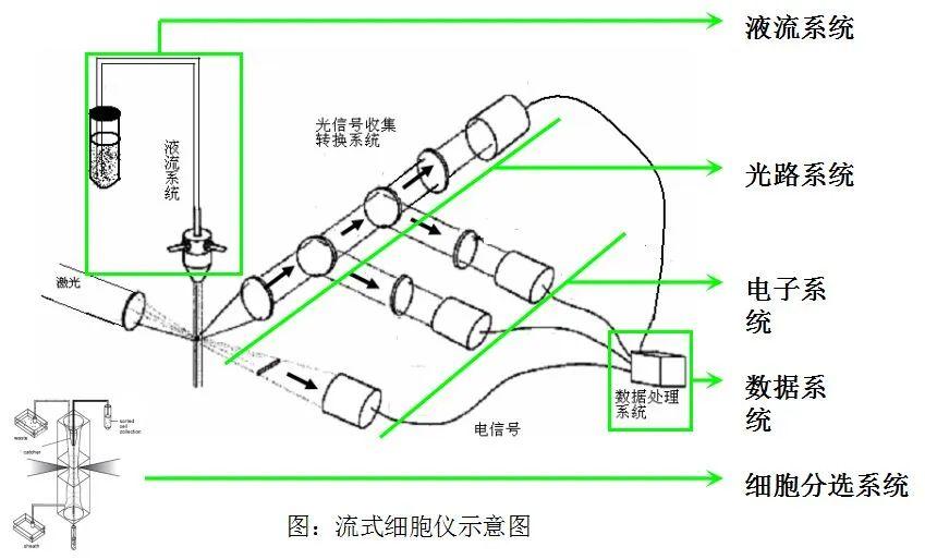三,"流式细胞仪"基本结构