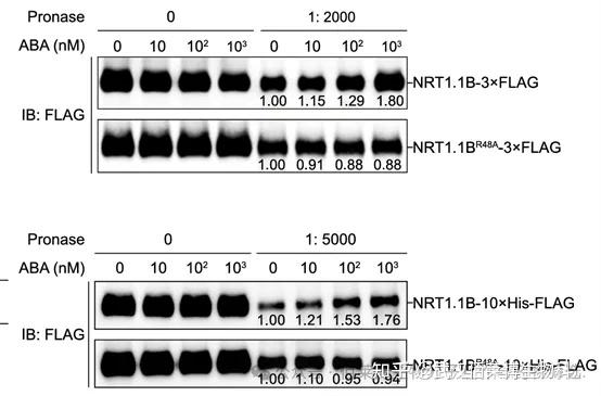 膜蛋白分子互作技术《Cell》文章分享：分子对接+MST微量热泳动+DARTS - 知乎