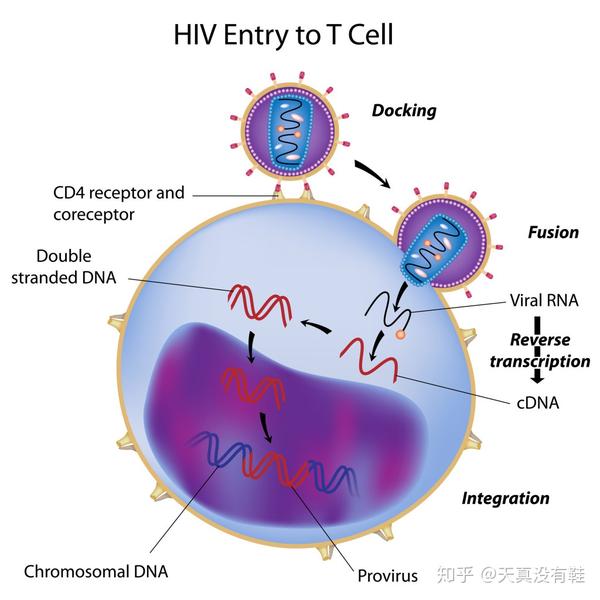 HIV hiv