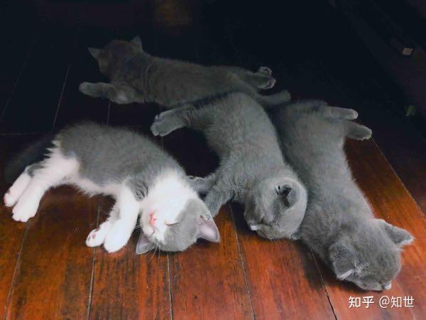 蓝猫挂霜是什么千万别被猫贩子骗了
