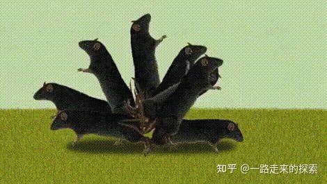 每次“鼠王”现世人类都将面临一次浩劫,科学家给出了正确的答案 - 知乎
