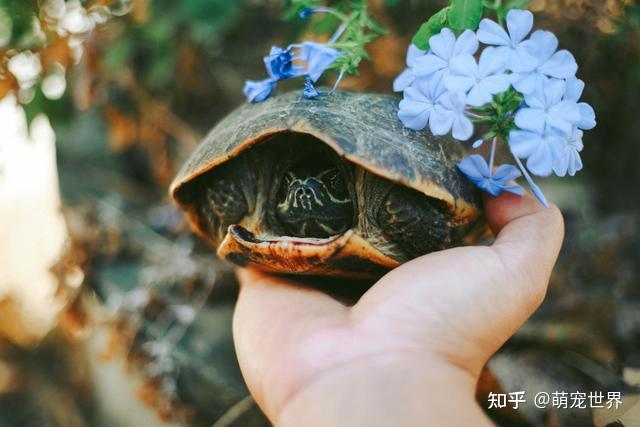 乌龟养多久会认主人?解密乌龟的认主之路 - 知乎