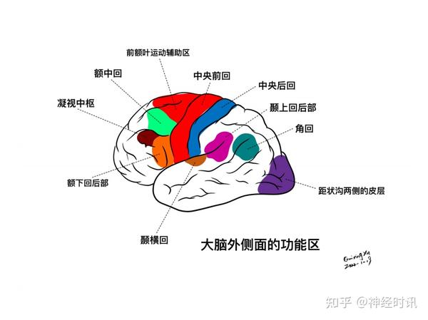 脑皮层的分叶、额叶及顶叶的结构、功能及受损表现【全了】 - 知乎