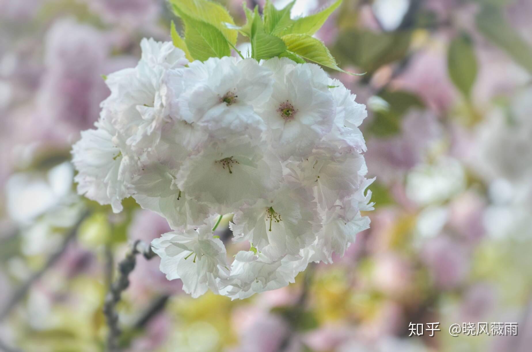 這裡的櫻花品種眾多,淡粉色的染井吉野櫻,層層疊疊的八重櫻,熱烈張揚