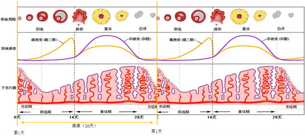 持续更新分享《妇产科学》学习资料!!——女性生殖系统生理 - 知乎