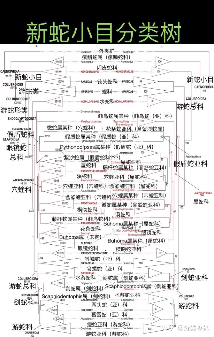 有鳞目分类表 - 知乎