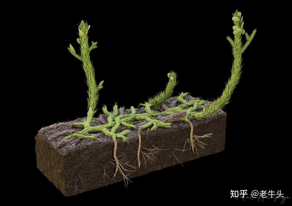 寒武纪早期的宽川铺生物群发现了具膜的多细胞藻类化石(8月16日)研究