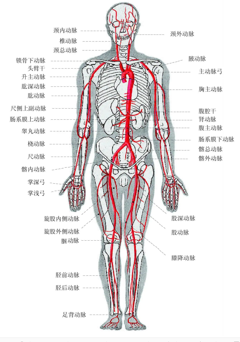 动脉基础解剖及血压的产生