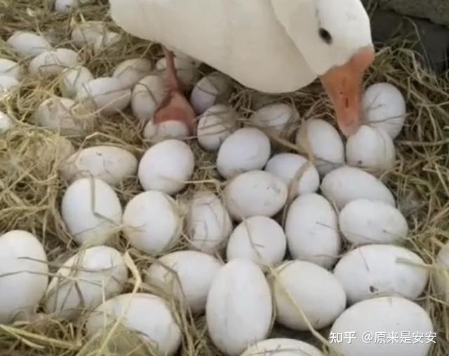 母鹅的蛋道构造图片图片