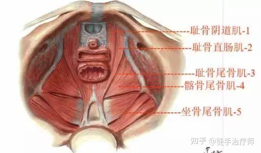 盆底肌功能解剖