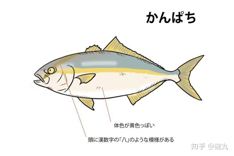 鰤鱼新年到了我想吃鰤鱼馅儿的饺子了