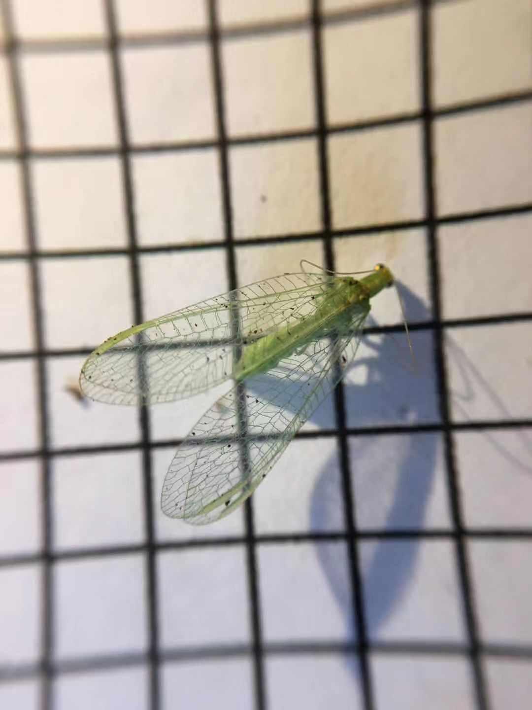 昆虫学小入门 常见昆虫形态解剖 系统分类及昆虫生态的简单概括 一 知乎 昆虫学小入门 常见昆虫形态解剖 系统分类及昆虫生态的简单概括 一 知乎