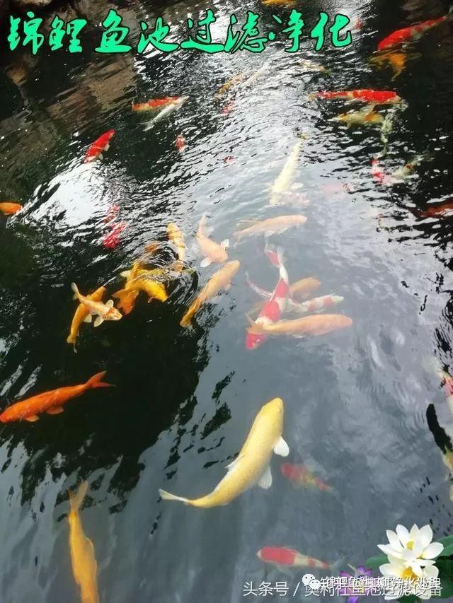 浅谈池养锦鲤及过滤要点