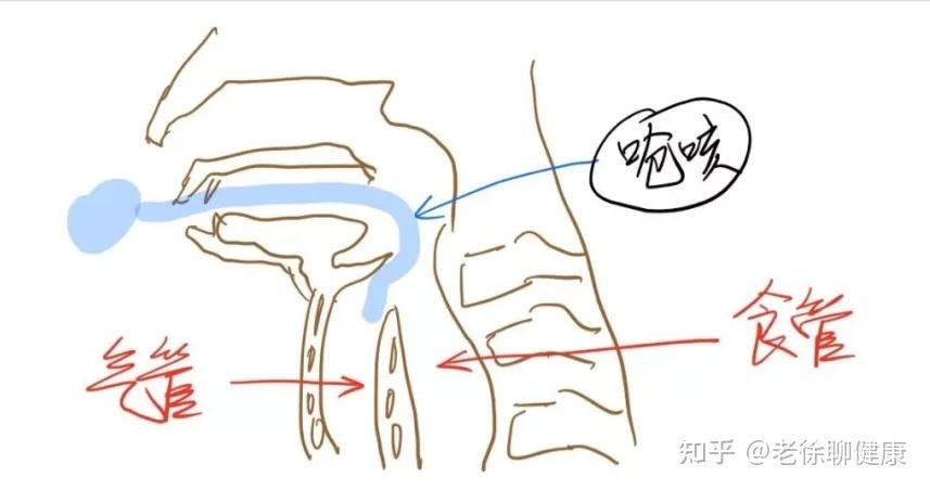 我们的感觉神经也搞不清该开门还是关门,所以就会出现门(会厌软骨)