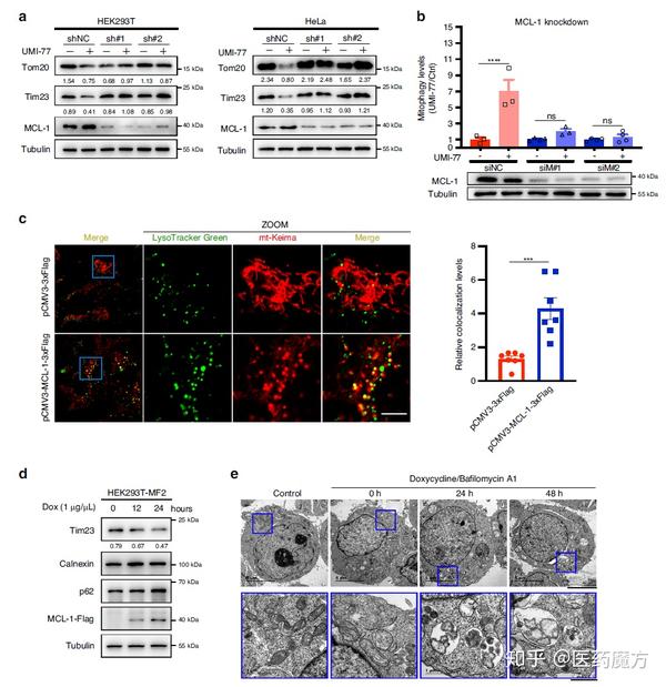 mcl-1促進線粒體自噬,是umi-77誘導的線粒體自噬所必需的(來源:nature