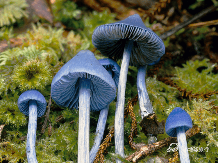天蓝蘑菇其蓝色的外表是因晶体薁所致.
