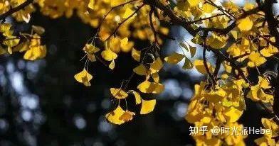 银杏叶提取物注射价位