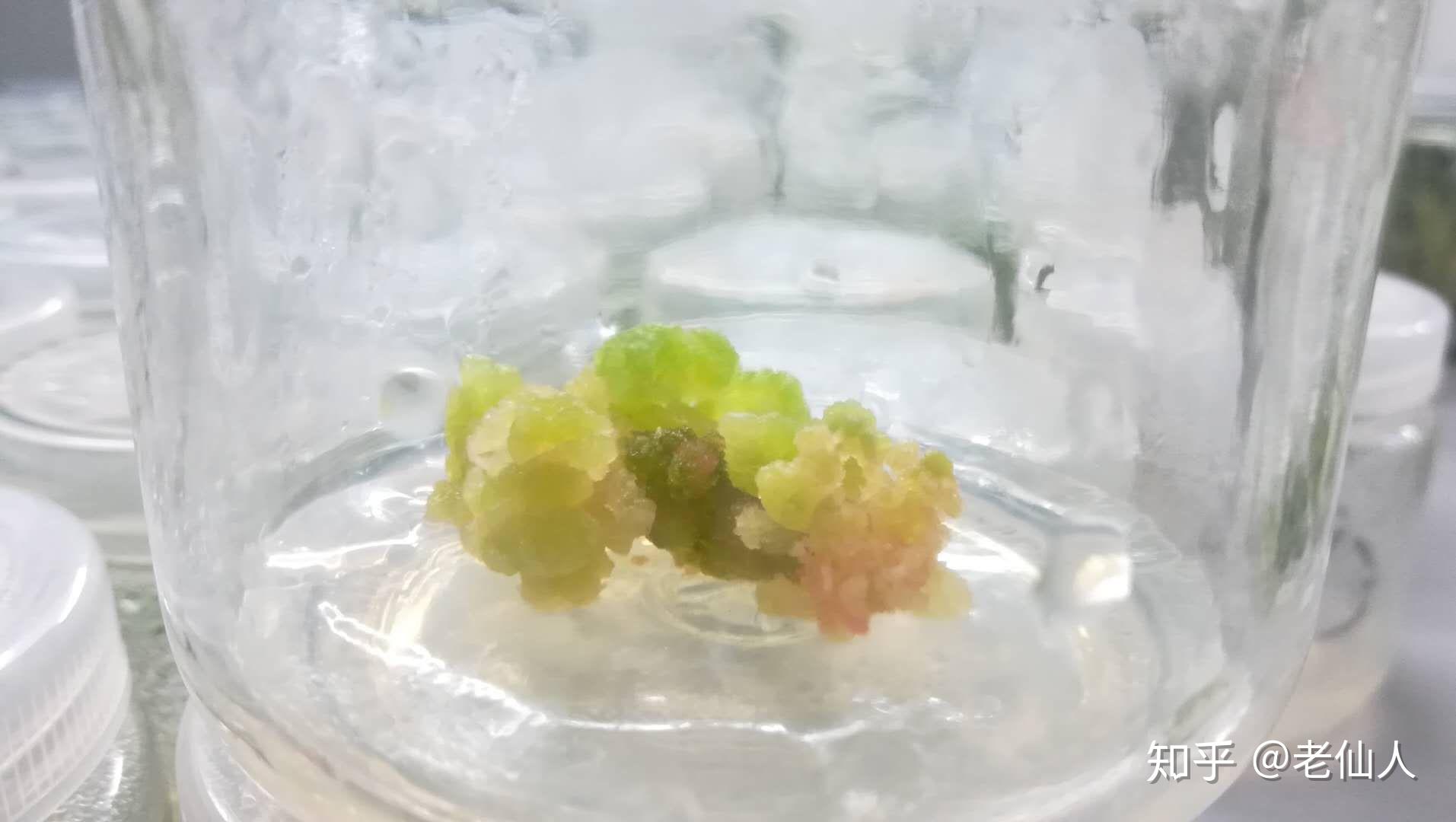 多肉植物组织培养与变异