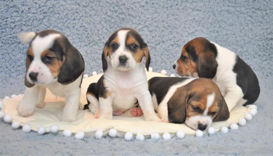 生命延续你可以换一种新的方式希诺谷宠物克隆