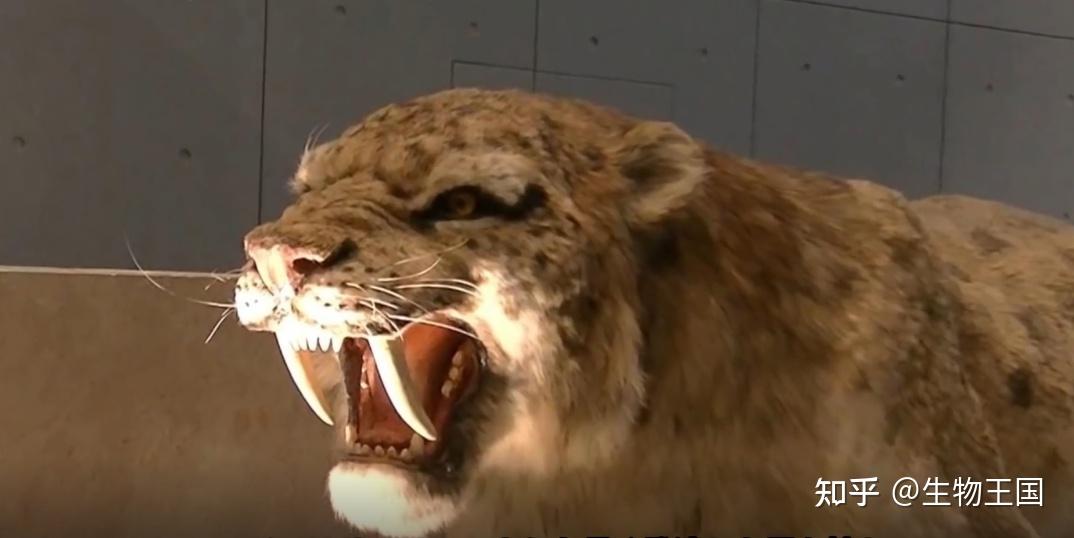 盘点十大灭绝动物,若仍生存在地球,人类将会受到生存威胁