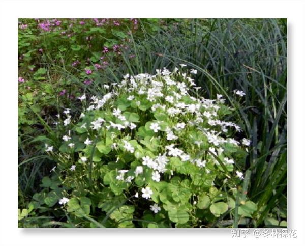 11月26日的生辰花 白花酢浆草 知乎