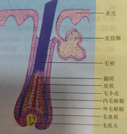 一,米诺地尔治疗脱发的原理