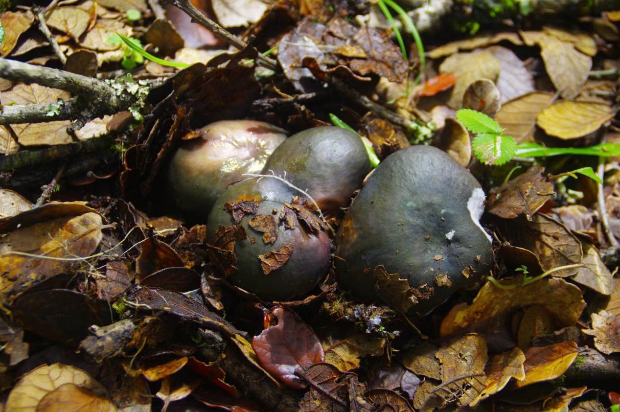 山野藏珍馐——叶绿红菇 - 知乎