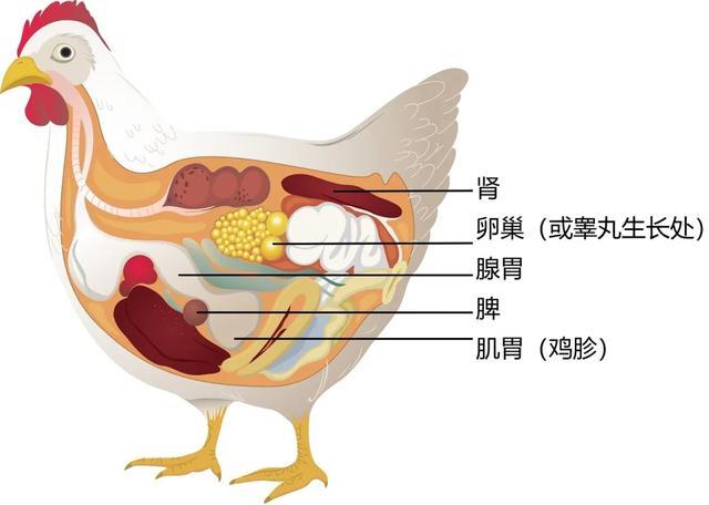 鸡的内脏