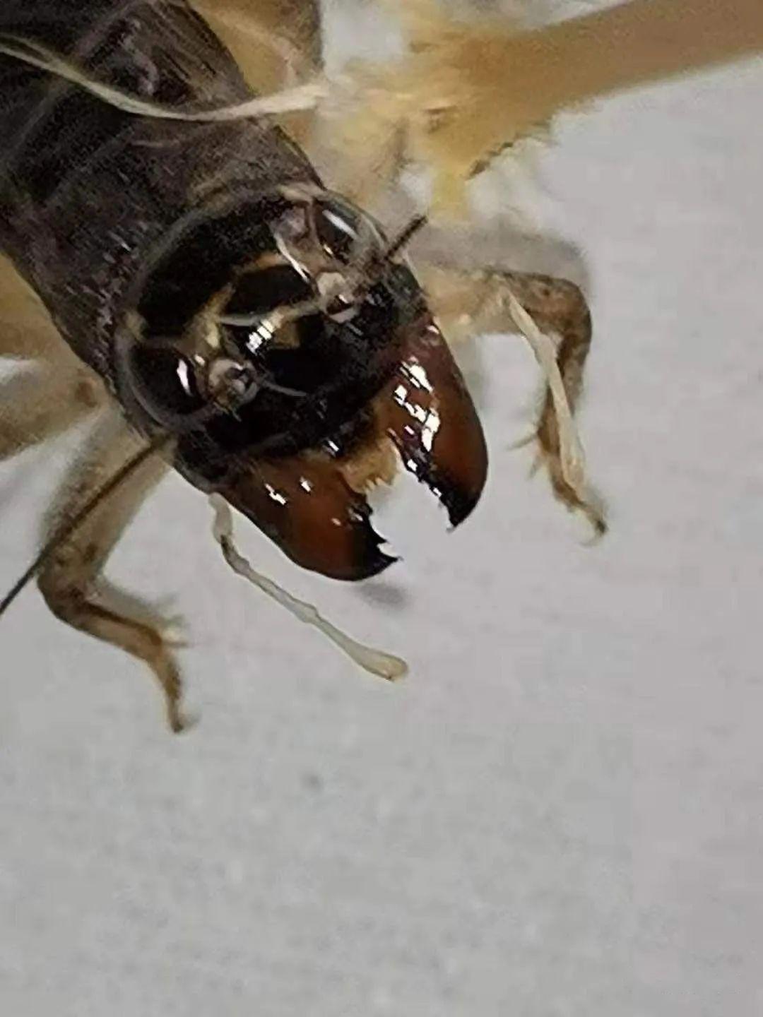 蟋蟀分享:红牙青,此虫肉身细腻牙齿极硬,一生八路