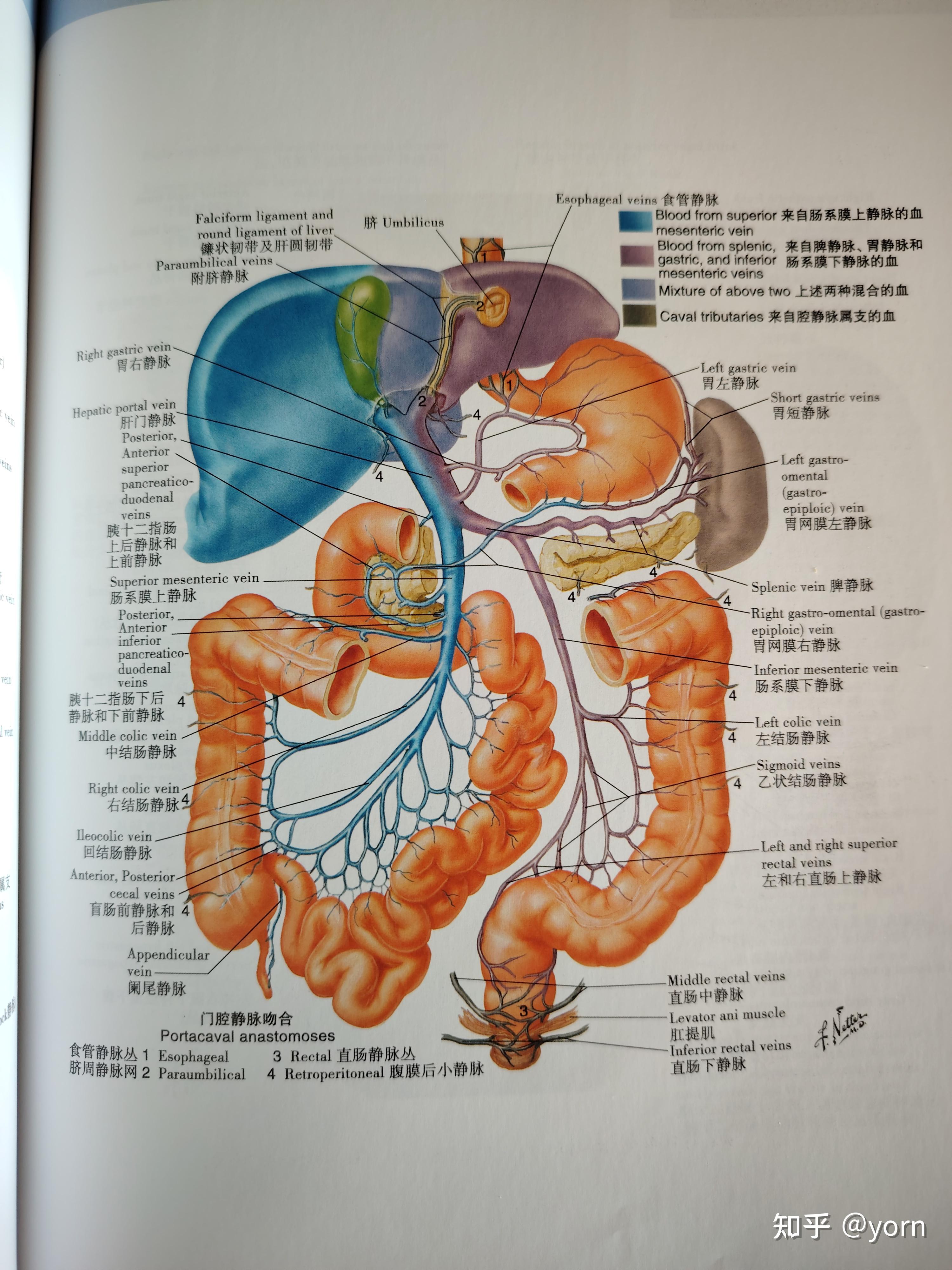 肝脏门静脉解剖图图片