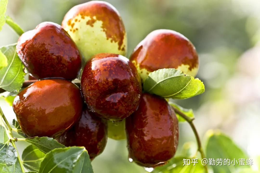 枣的种类 zhuanlan.zhihu.com