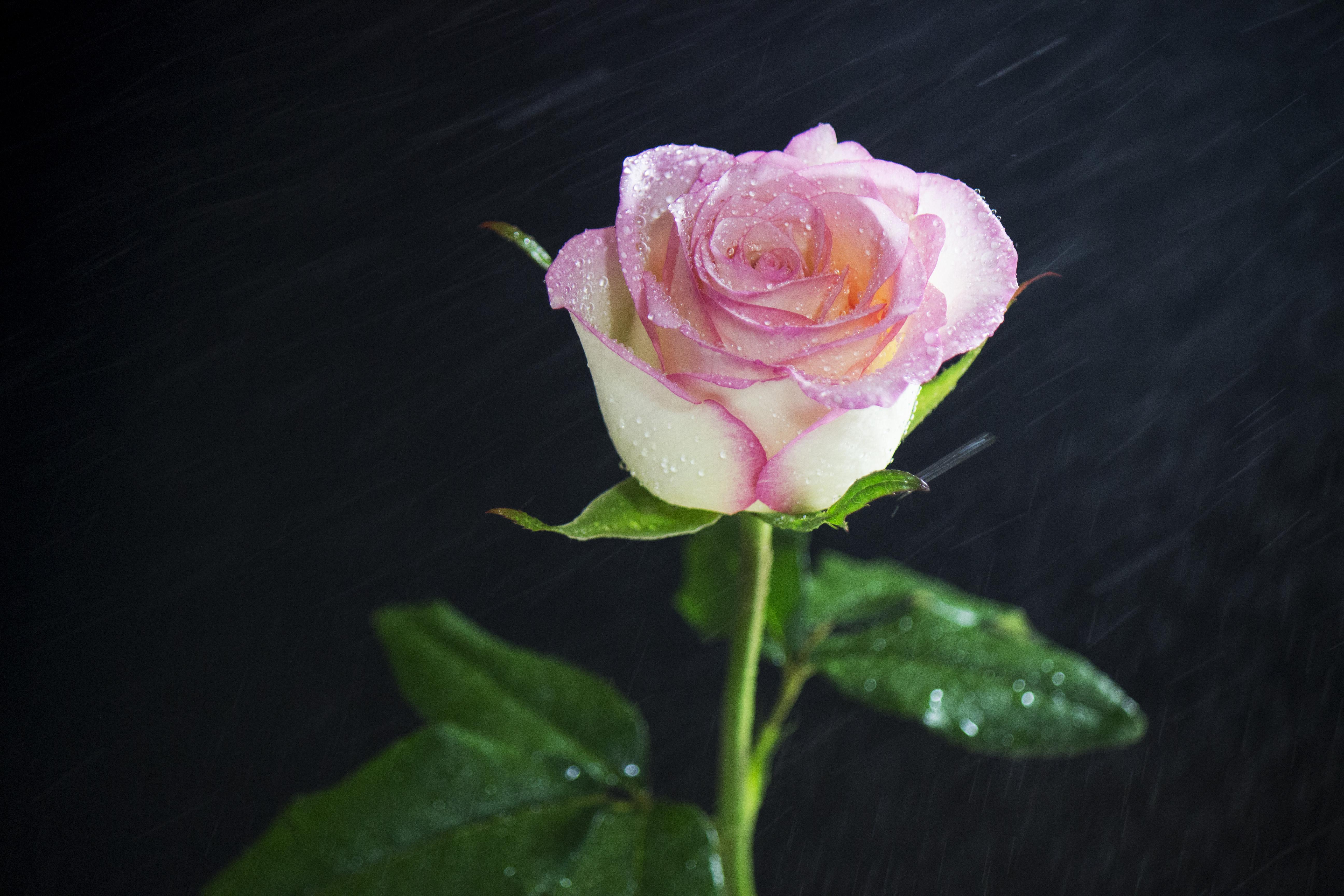 红袖花头大枝条直且粗壮花期长耐运输在花艺设计中也是一款常用花http