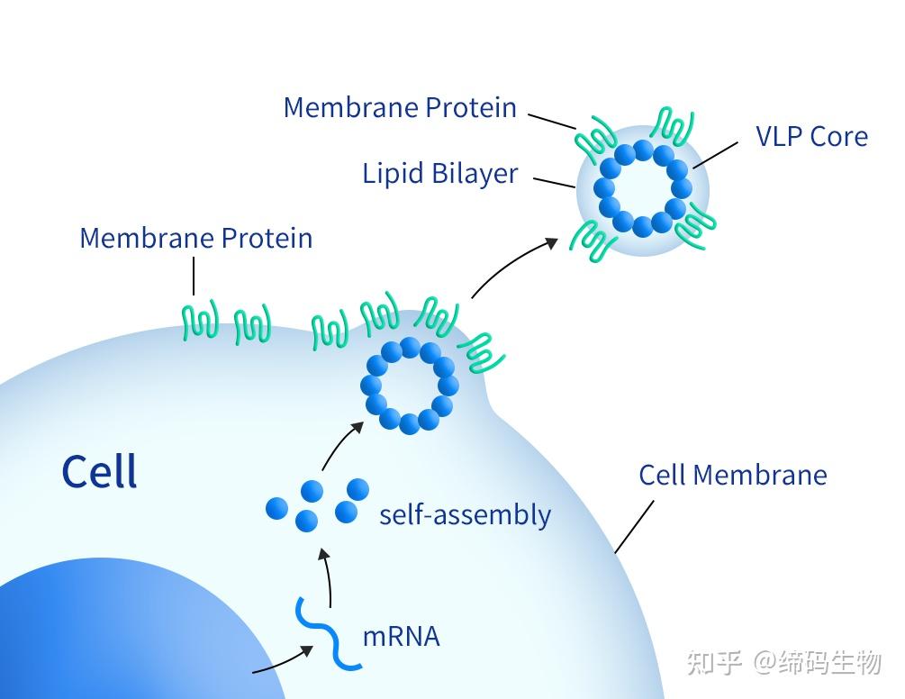 5大全长膜蛋白平台-跨越全长蛋白表达的障碍 - 知乎