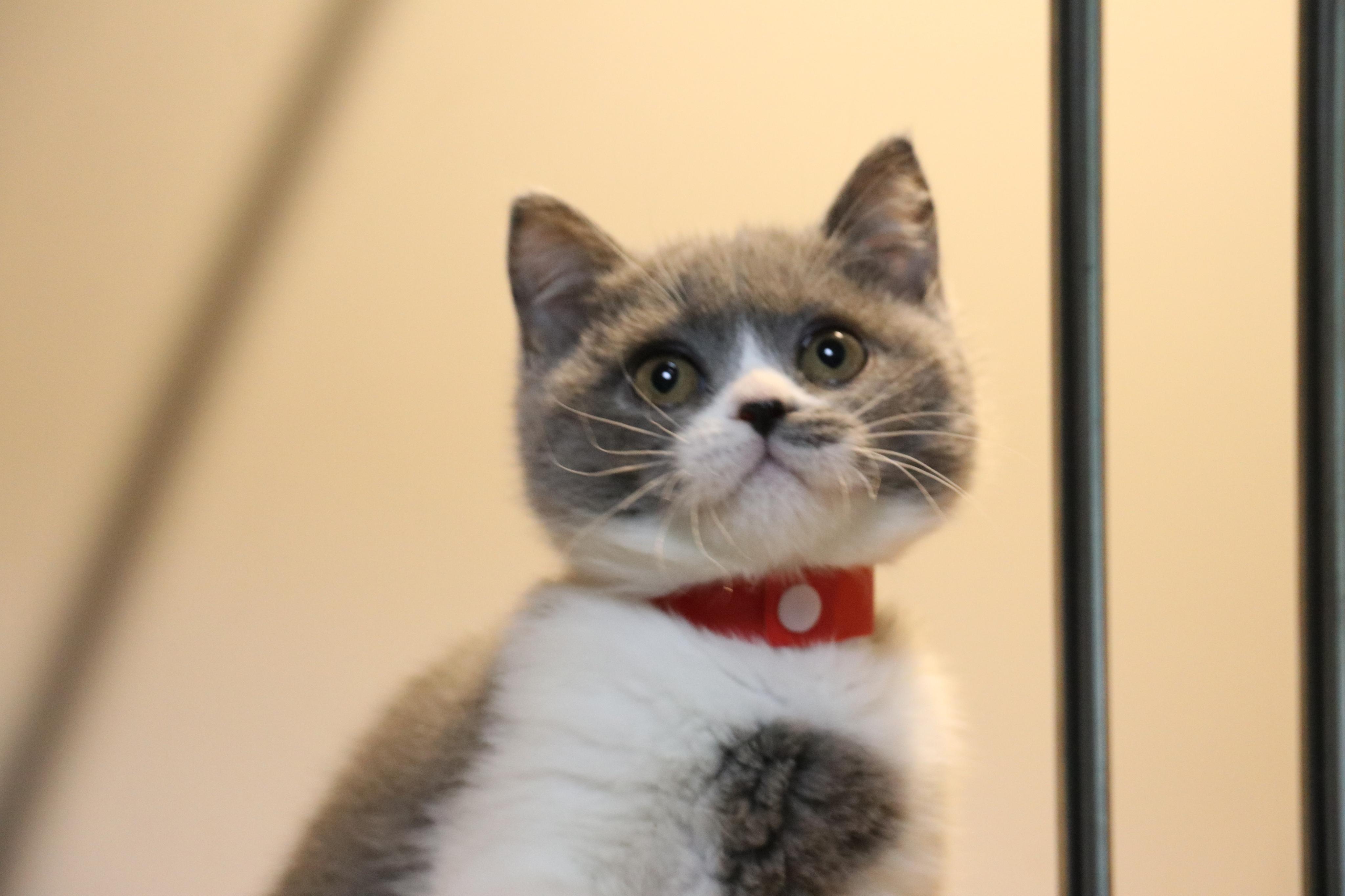 英短蓝白 母猫 三个月大 照片 沐米宠物