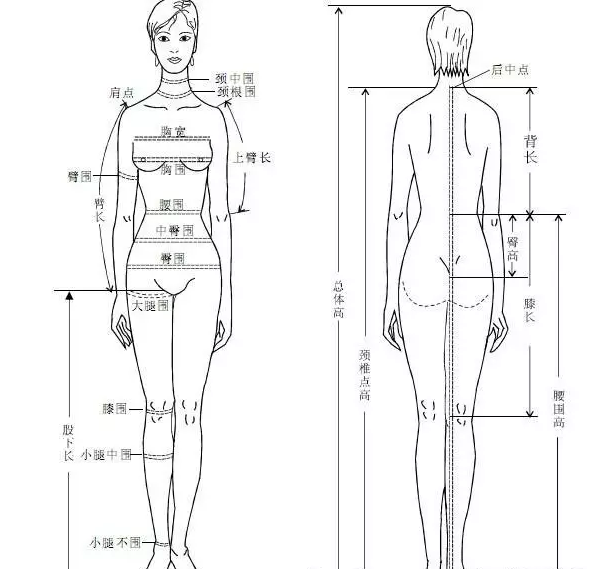 女性身体部位平面图图片