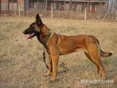 马犬为什么能成为警犬 这7个原因 太优秀了 知乎