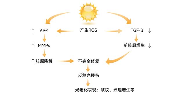 关于弹性蛋白肽对皮肤光老化影响的探讨 - 知乎