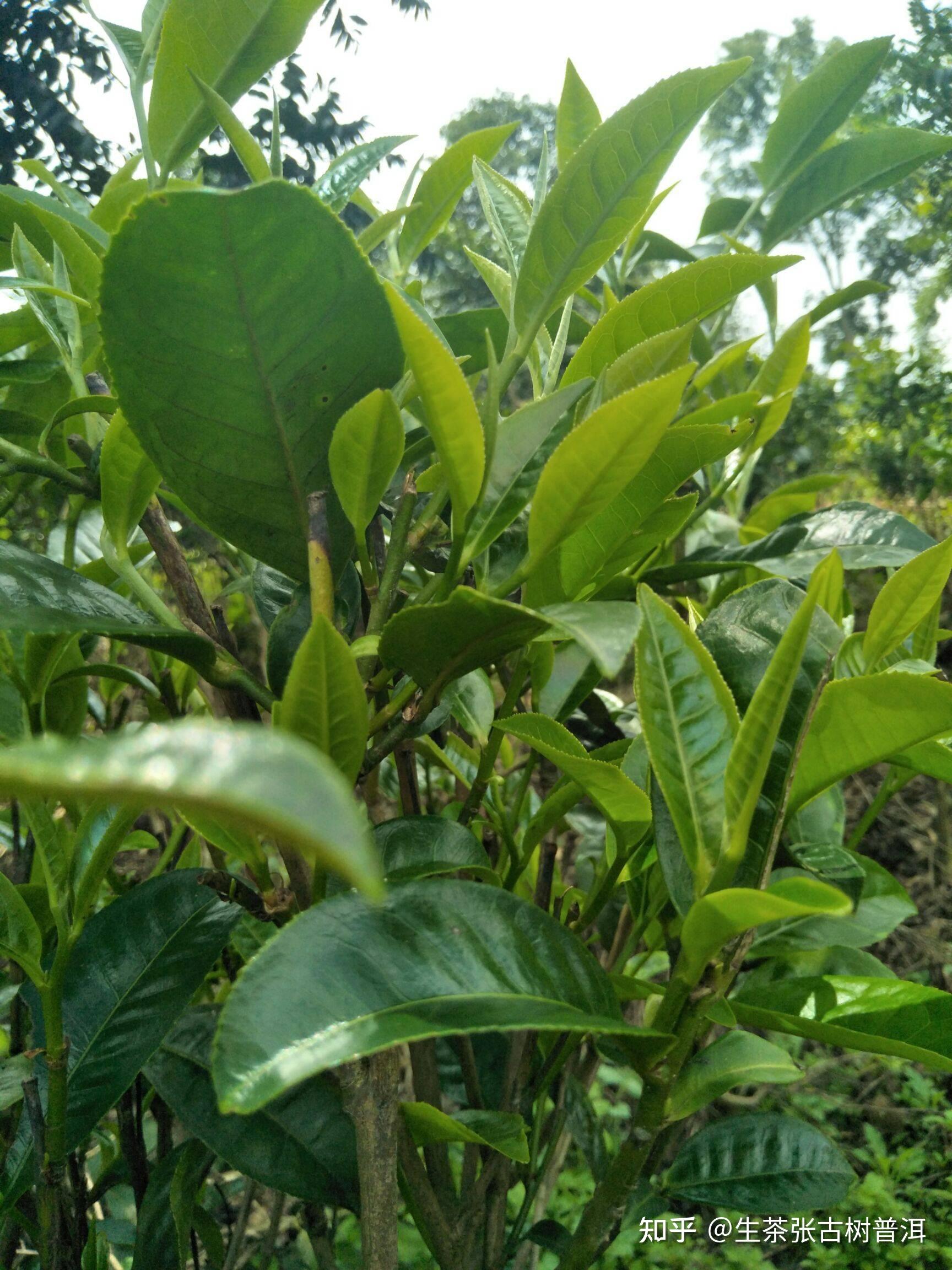 勐库茶区怎么样其普洱茶品质如何