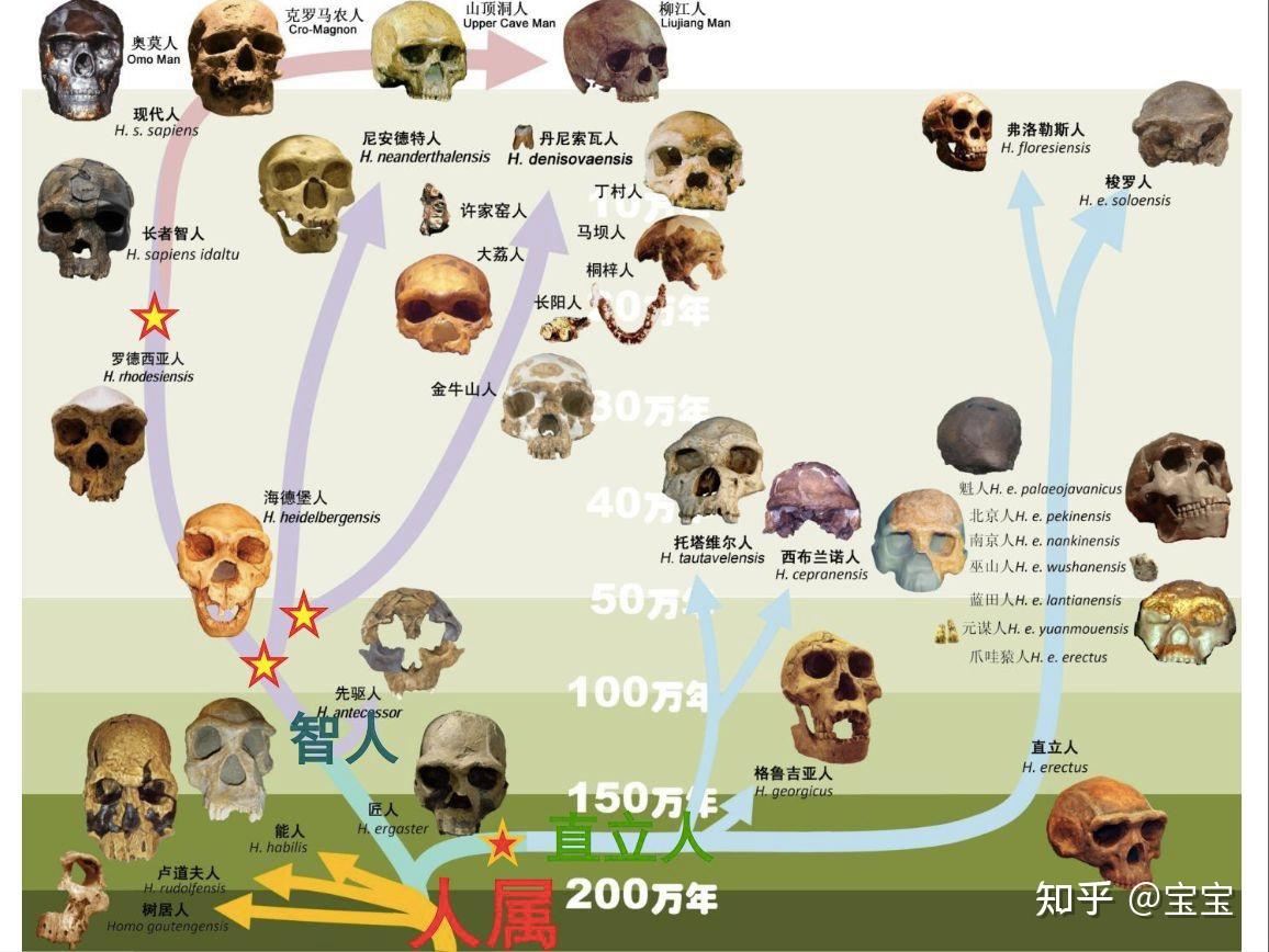 生物进化树整理 - 知乎