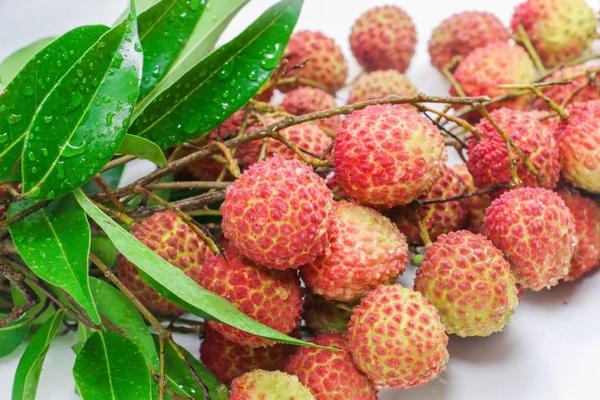 中国荔枝排行榜:哪里的荔枝最好吃? - 知乎