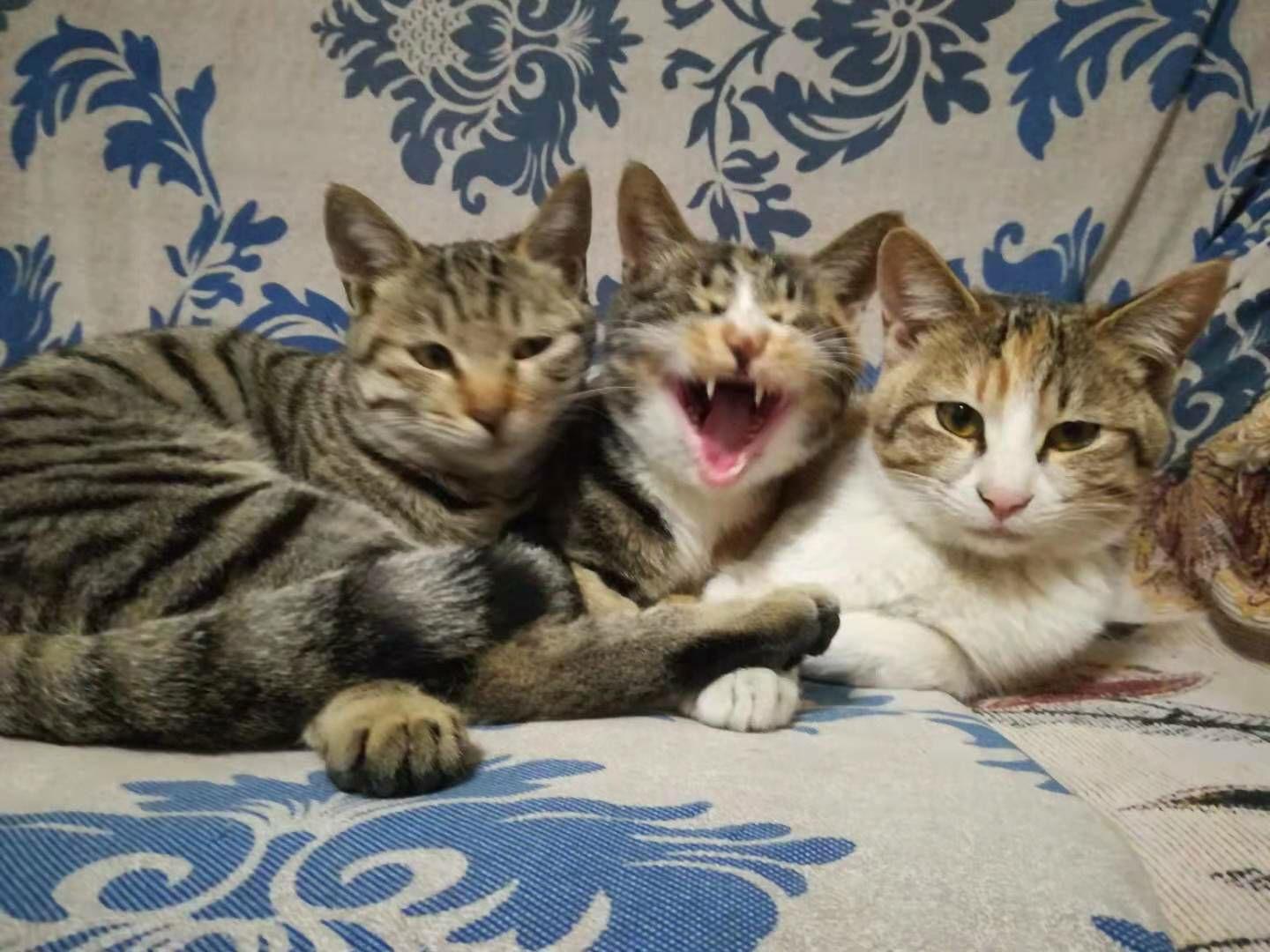 天气变冷了猫咪也要围坐一团取暖