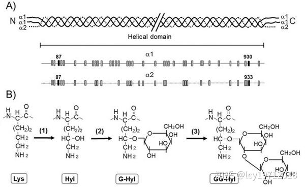 膠原蛋白螺旋結構域中的一些羥賴氨酸可以進行o-糖基化,產生g-hyl(半