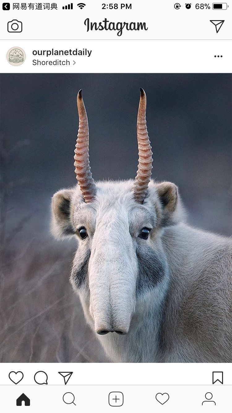 名:saiga tatarica)又名高鼻羚,塞加羚羊(塞加羚)或大鼻羚羊(大鼻羚)