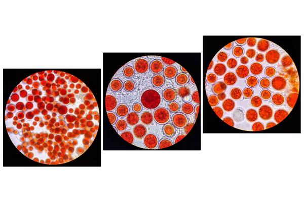 显微镜下的雨生红球藻