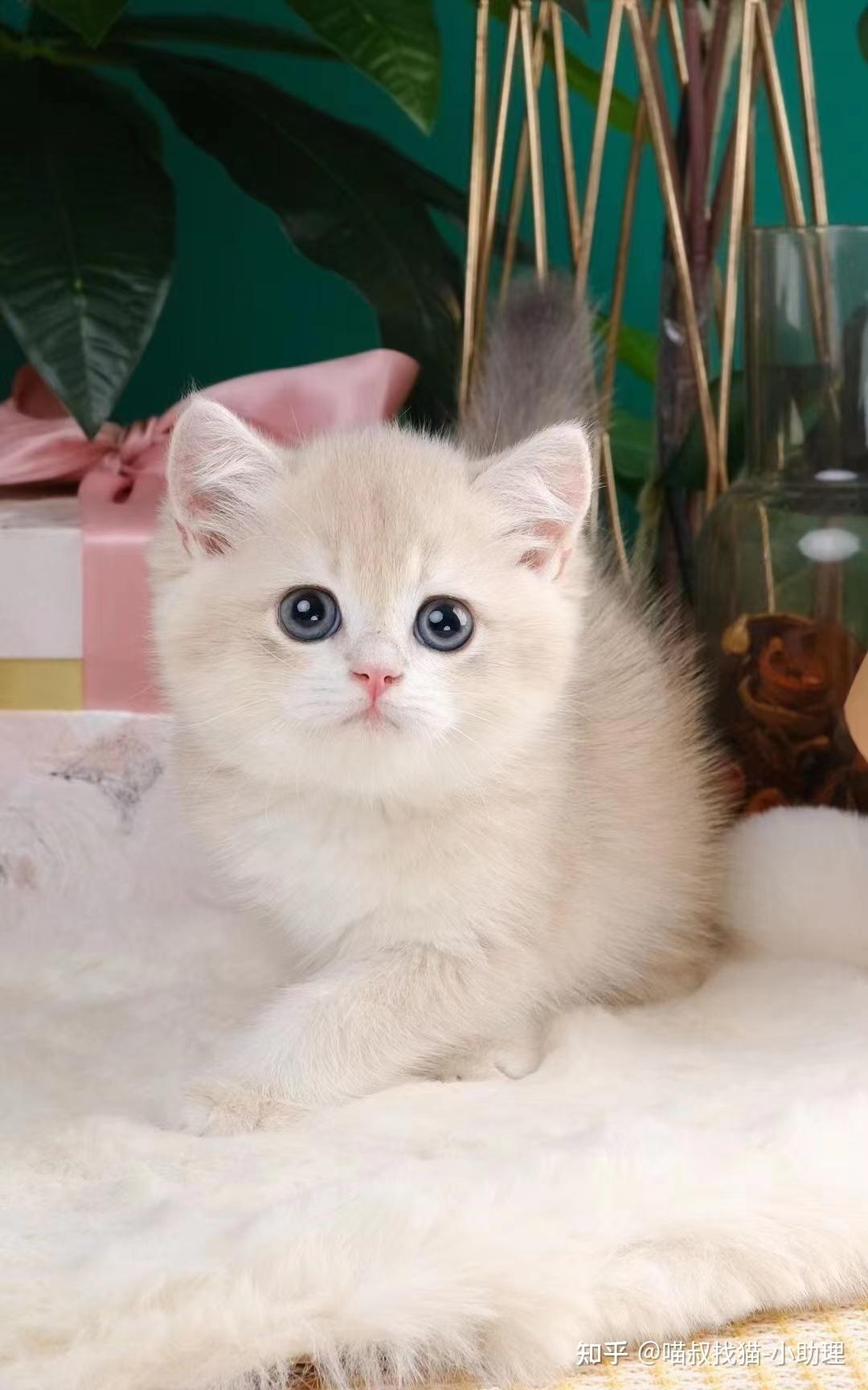 乳白双色英国短毛猫|摄影|动物|AMYWORKS广州阿斌 - 原创作品 - 站酷 (ZCOOL)