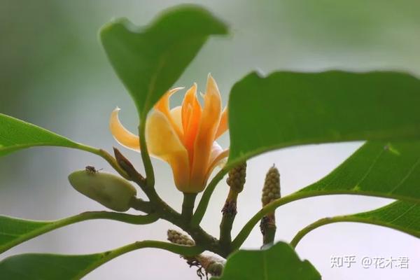 黄桷兰的鉴赏与栽培养护 - 知乎